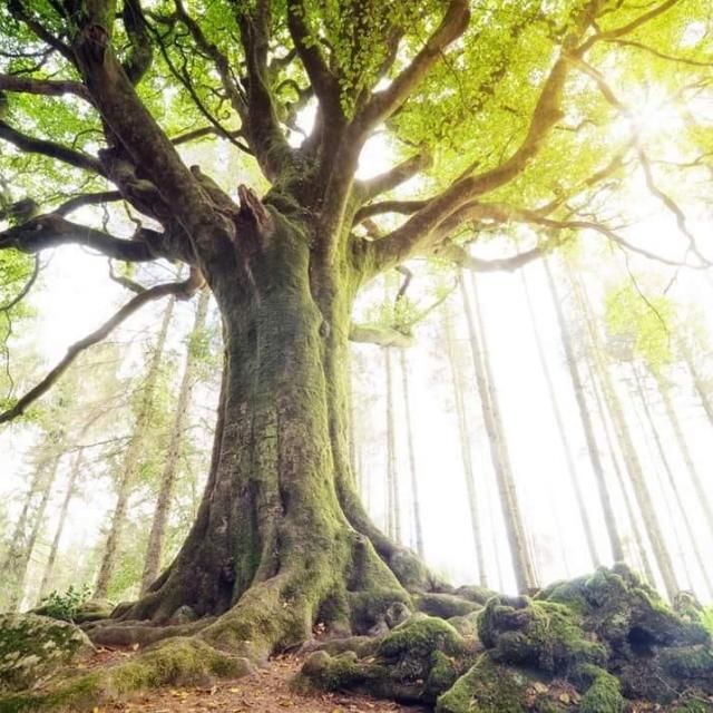 broceliande-396720755-860420382755456-2018217748960286760-n-640x640-32987