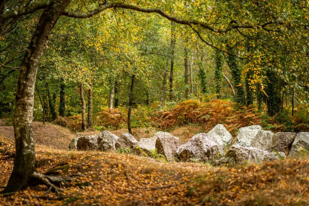 broceliande-jardinauxmoines-819-scaled-32984
